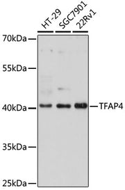 [KO Validated] TFAP4 Rabbit pAb