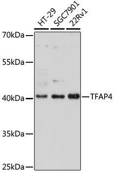 [KO Validated] TFAP4 Rabbit pAb