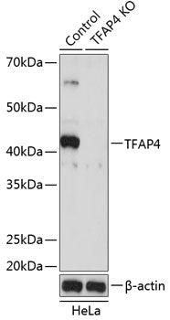 [KO Validated] TFAP4 Rabbit pAb