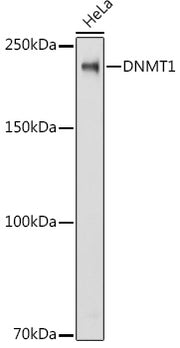 [KD Validated] DNMT1 Rabbit pAb