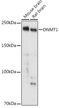 [KD Validated] DNMT1 Rabbit pAb