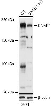 [KD Validated] DNMT1 Rabbit pAb