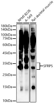 SFRP5 Rabbit pAb