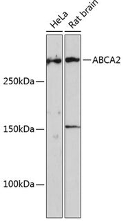 ABCA2 Rabbit pAb