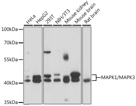 MAPK1/MAPK3 Rabbit pAb