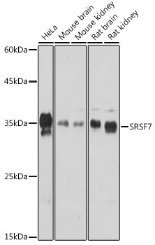 SRSF7 Rabbit pAb