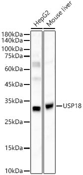 USP18 Rabbit pAb