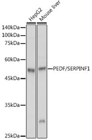 PEDF/SERPINF1 Rabbit pAb