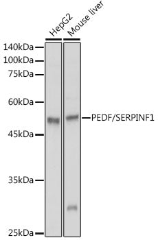 PEDF/SERPINF1 Rabbit pAb