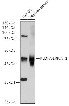 PEDF/SERPINF1 Rabbit pAb