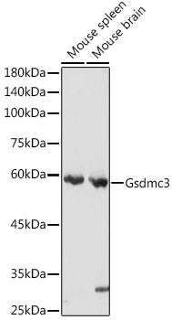 Gsdmc3 Rabbit pAb