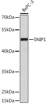 SNIP1 Rabbit pAb