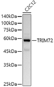 TRIM72 Rabbit pAb