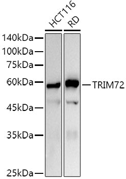 TRIM72 Rabbit pAb