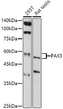 PAX3 Rabbit pAb