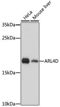ARL4D Rabbit pAb