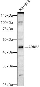 ARRB2 Rabbit pAb