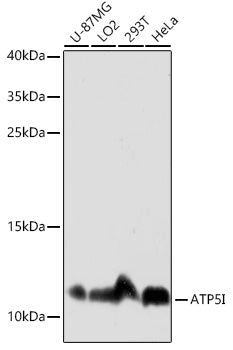ATP5I Rabbit pAb