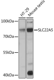 SLC22A5 Rabbit pAb