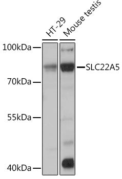 SLC22A5 Rabbit pAb