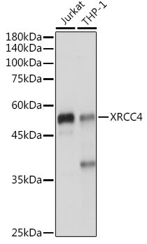 XRCC4 Rabbit pAb