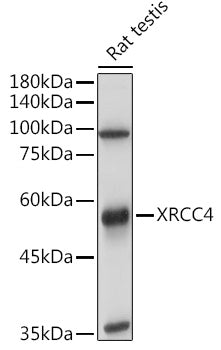XRCC4 Rabbit pAb