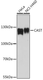 CAST Rabbit pAb