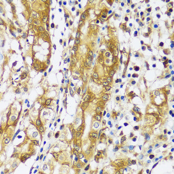 CAST Rabbit pAb