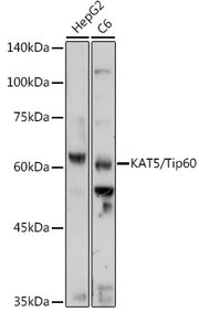 KAT5/Tip60 Rabbit pAb