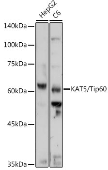 KAT5/Tip60 Rabbit pAb