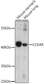 CCKAR Rabbit pAb
