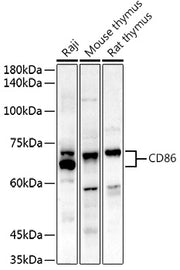 CD86 Rabbit pAb