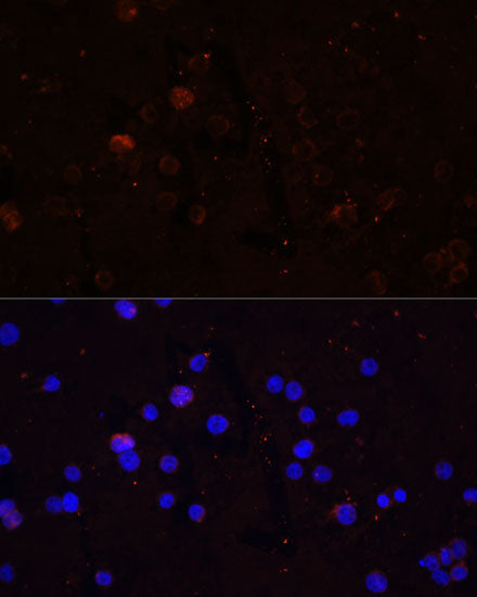 CD86 Rabbit pAb