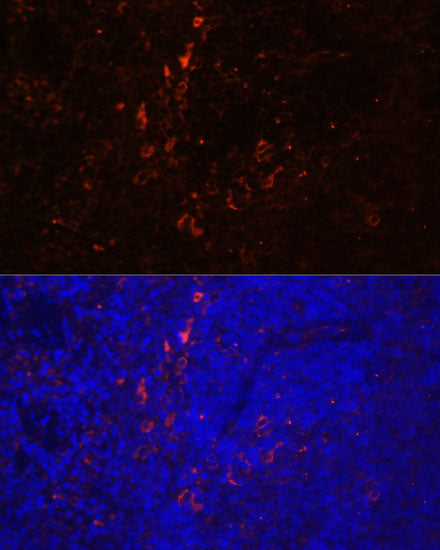 CD86 Rabbit pAb