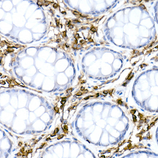 CD38 Rabbit pAb