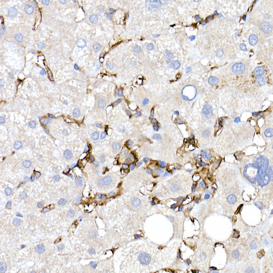 CD38 Rabbit pAb