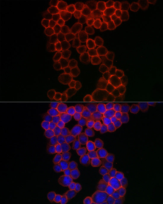 CD38 Rabbit pAb