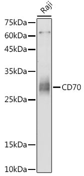 CD70 Rabbit pAb