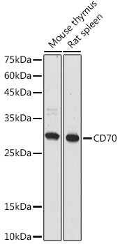 CD70 Rabbit pAb