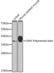 [KO Validated] DNA Polymerase beta Rabbit pAb