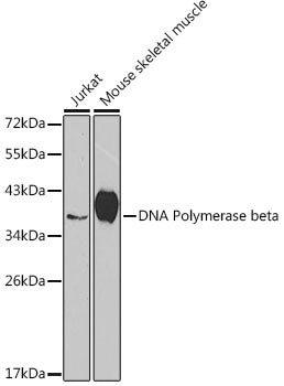 [KO Validated] DNA Polymerase beta Rabbit pAb
