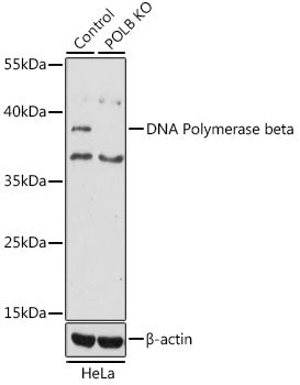 [KO Validated] DNA Polymerase beta Rabbit pAb