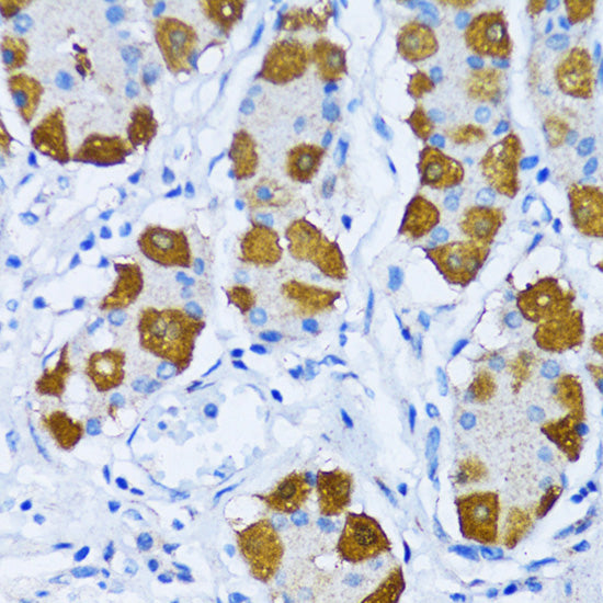 [KO Validated] DNA Polymerase beta Rabbit pAb