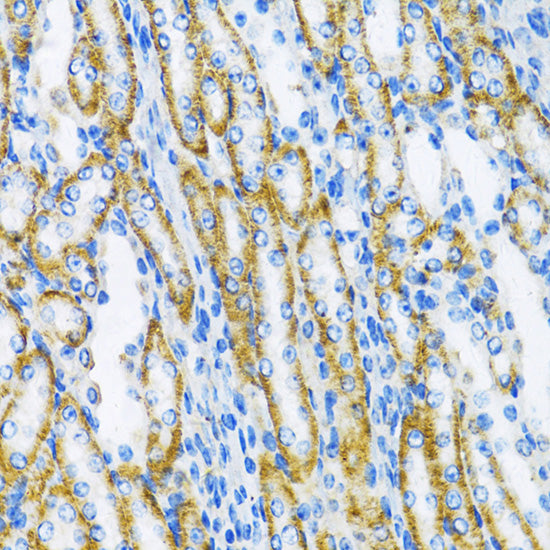 [KO Validated] DNA Polymerase beta Rabbit pAb
