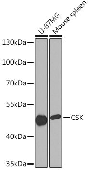 CSK Rabbit pAb