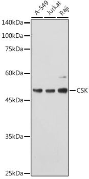 CSK Rabbit pAb