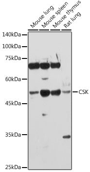 CSK Rabbit pAb
