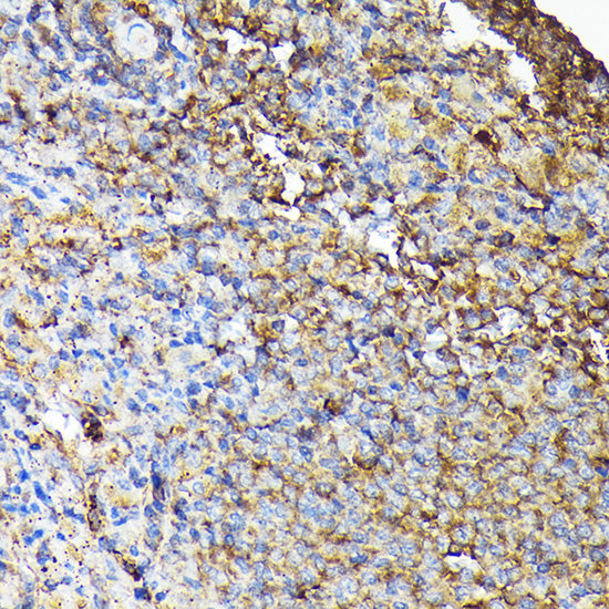 CSK Rabbit pAb