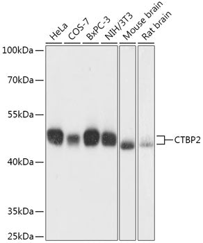 CTBP2 Rabbit pAb