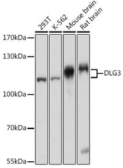 DLG3 Rabbit pAb
